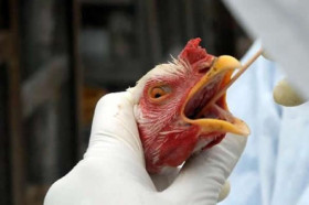 De acordo com a OMS, desde que foi detectado na China, em fevereiro, o vírus da gripe aviária infectou pelo menos 135 pessoas, das quais 44 morreram (Wilson Dias/ABr)