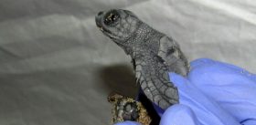 os-biologos-marinhos-separaram-tartarugas-gemeas-siamesas-nascidas-em-acciaroli-sul-da-italia-1471619455587_615x300