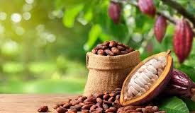 Cacau é muito mais do que o ingrediente-base